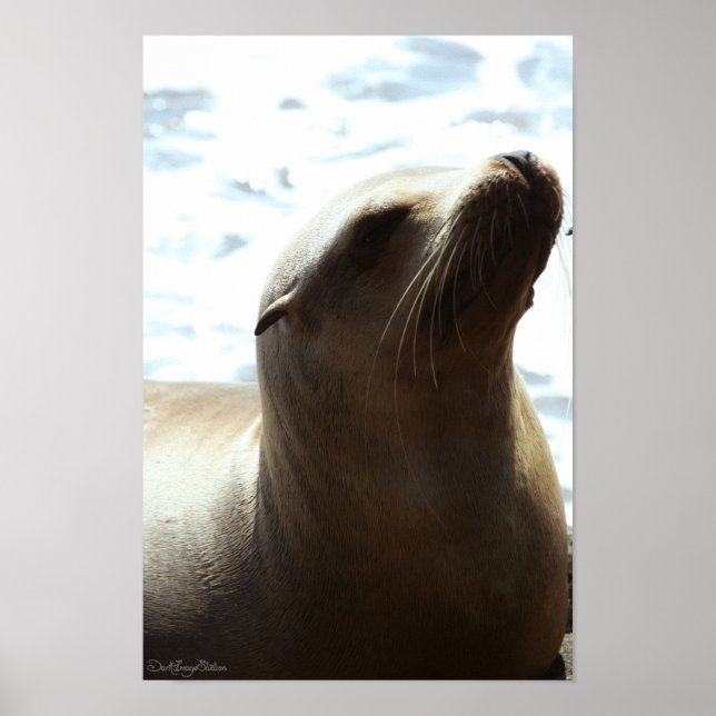 Affiches Sea Lion 2 (Devant)