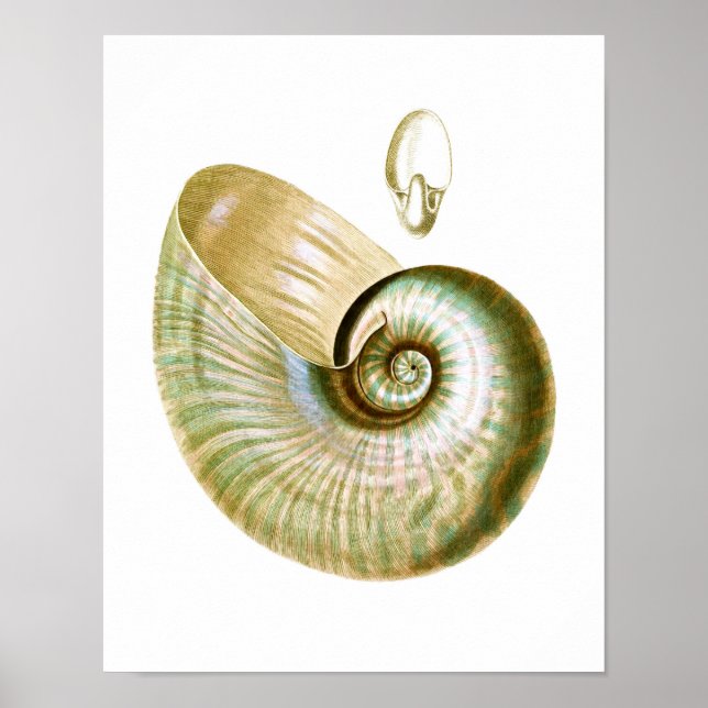 Affiches Sea Shell no.11 Art Décor (Devant)