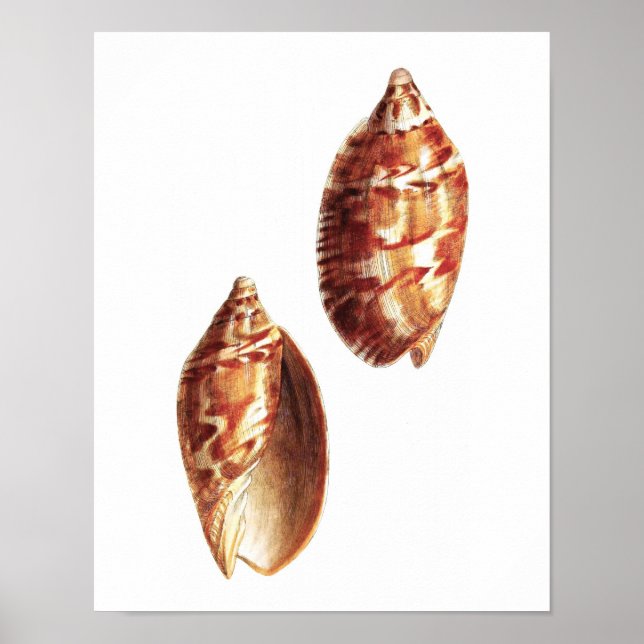 Affiches Sea Shell no.5 Art Décor (Devant)