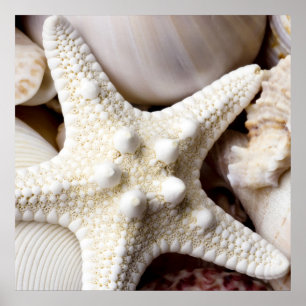 Affiches Sea Shell Starfish Arrière - plan - Beach Shells