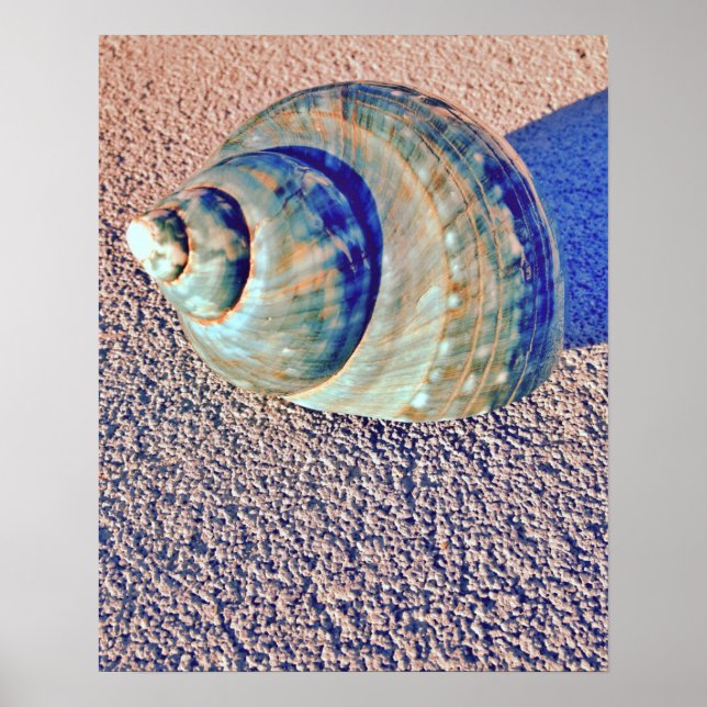 Affiches Sea Welk Seashell (Devant)