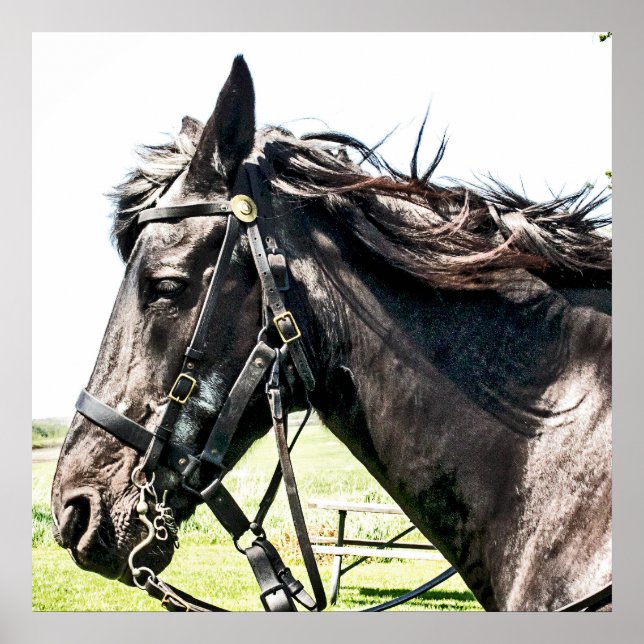 Affiches Seabiscuit (Devant)