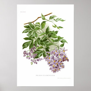 Affiches Seaforthianum de solanum