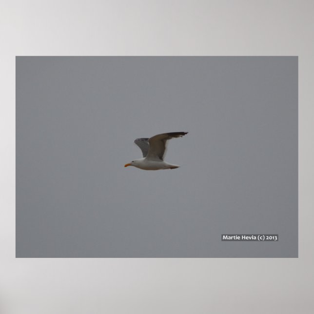 Affiches Seagull Wings (Devant)