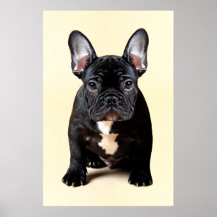 Affiches Séance de chiot de bouledogue français
