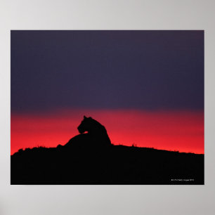 Affiches Séance de lionne (Panthera Lion), au coucher du