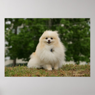 Affiches Séance de Pomeraning