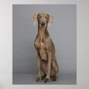 Affiches Séance de Weimaraner, tir de studio