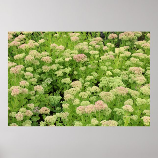 Affiches Sedum Automne Joy (Devant)