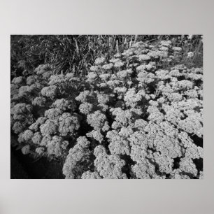 Affiches Sedum Automne Joy (B&W)