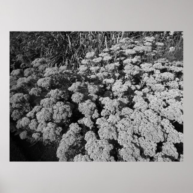 Affiches Sedum Automne Joy (B&W) (Devant)