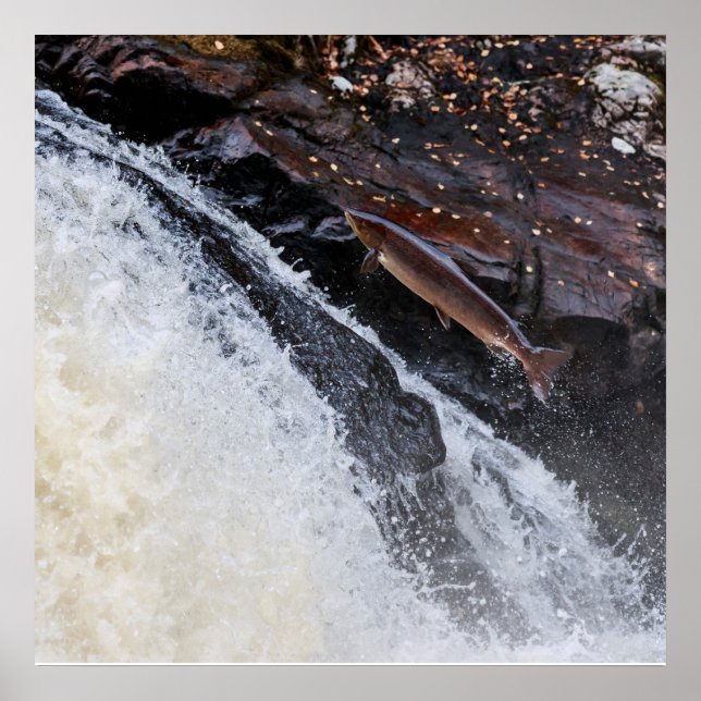 Affiches Sel de salmo saumon de l'Atlantique (Devant)