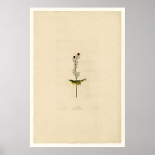 Affiches Selby Flycatcher_Audubon