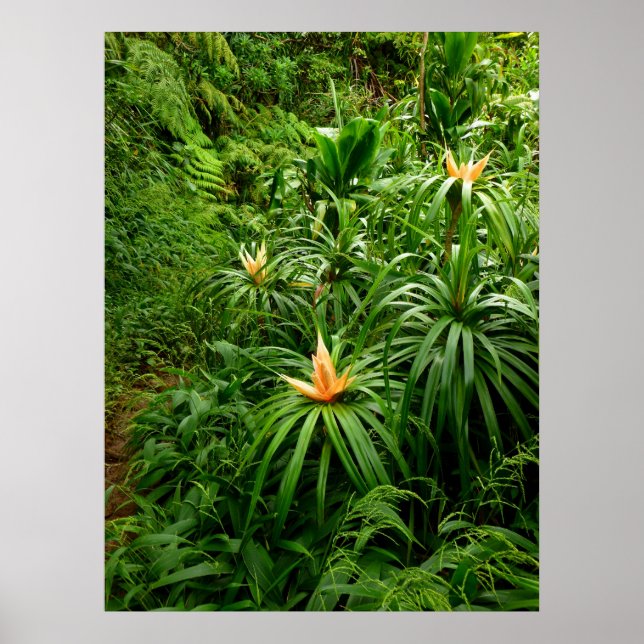 Affiches Sentier Randonnée hawaïen (Devant)