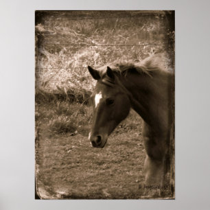 Affiches Sepia Grunge Horse