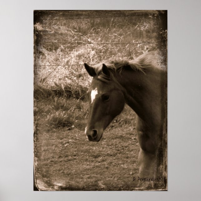 Affiches Sepia Grunge Horse (Devant)
