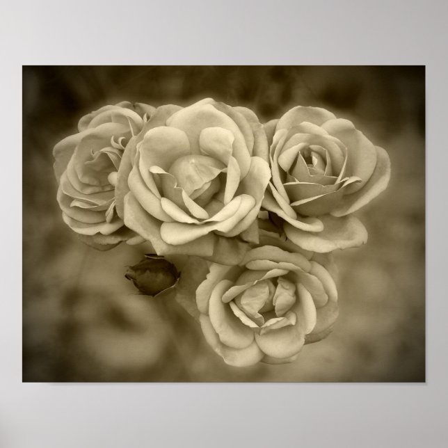 Affiches Sepia Rose vintage (Devant)