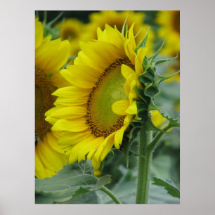 Affiches Série de tournesols
