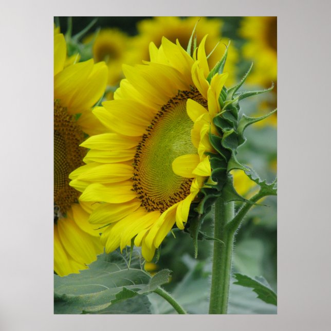 Affiches Série de tournesols (Devant)