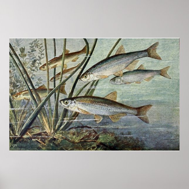 Affiches Série Mondiale Sous-Marine Première De Quatre (Devant)