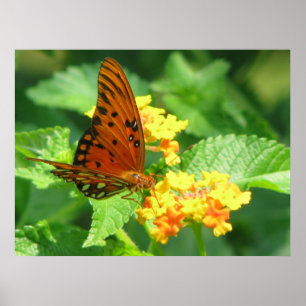 Affiches Série papillon