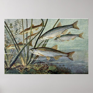 Affiches Série sous-marine du monde d'abord de quatre