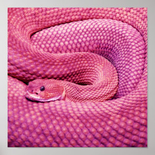 Affiches Serpent à sonnettes rose de basilic