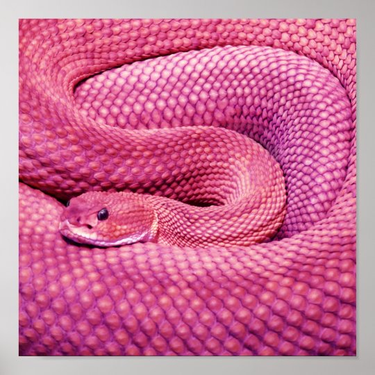Affiches Serpent A Sonnettes Rose De Basilic Zazzle Fr