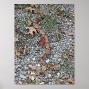 Affiches Serpent à tête de cuivre tranché à l'affiche du cr