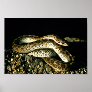 Affiches Serpent brillant