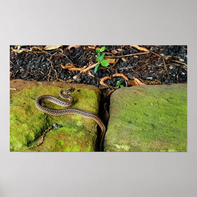 Affiches Serpent brun du Texas (Devant)