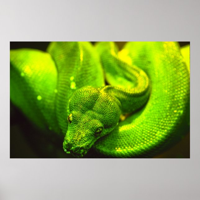 Affiches Serpent vert brut - (Devant)