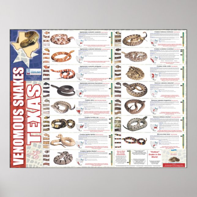 Affiches Serpents venimeux du Texas Poser par le NNTRC (Devant)