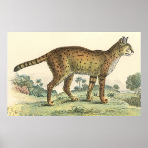 Affiches Serval