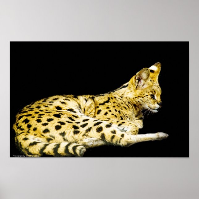 Affiches Serval Print (Devant)