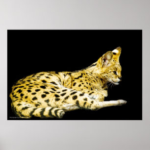 Affiches Serval Print