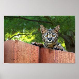Affiches Serval Savannah Kitten USA Canvas Print