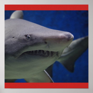 Affiches Shark Fish Swim Guy Gal Personnaliser Destiny'S
