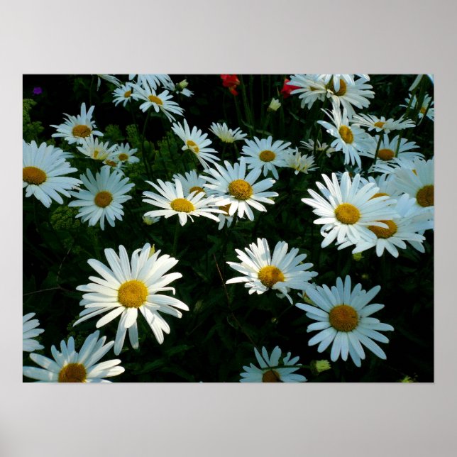 Affiches Shasta Daisies II (Devant)