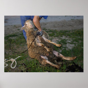 Affiches Shearer à mouton occupé