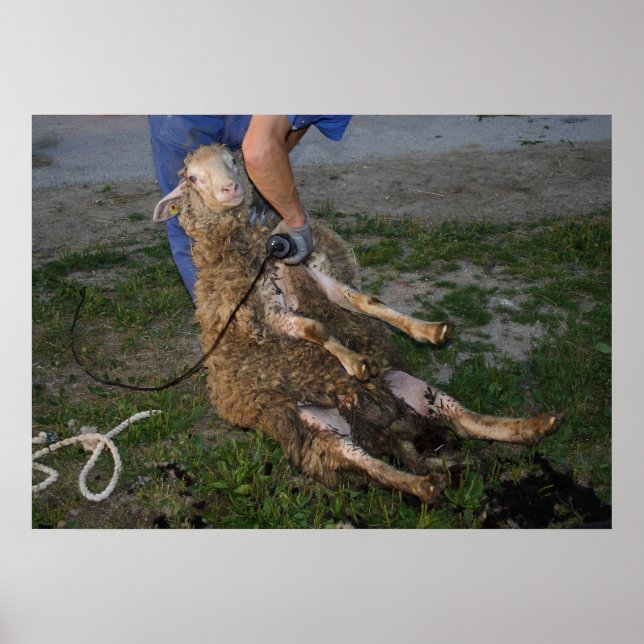 Affiches Shearer à mouton occupé (Devant)