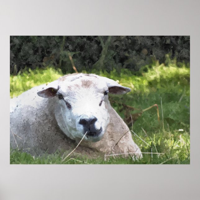 AFFICHES SHEEP (Devant)