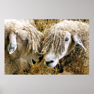 AFFICHES SHEEP