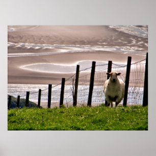 AFFICHES SHEEP