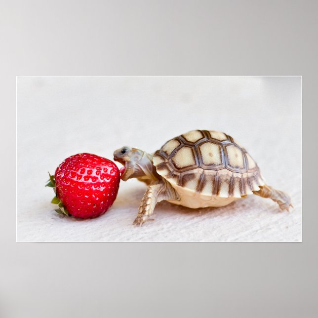 Affiches Sheldon et la fraise (Devant)