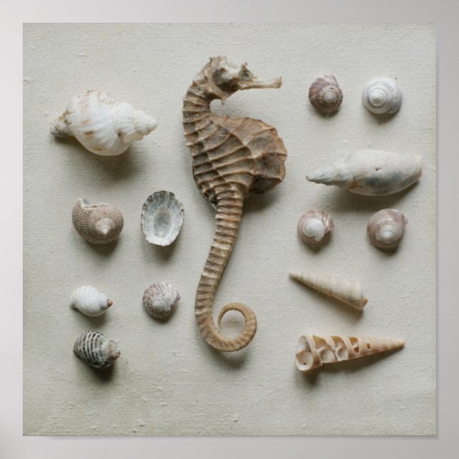 Affiches Shells (Devant)