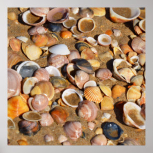 Affiches Shells Andalusia, Spain