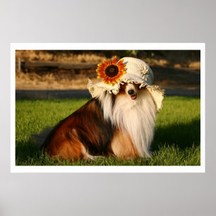 Affiches Sheltie avec le casquette