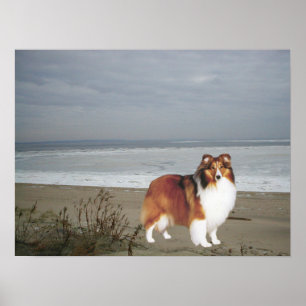 Affiches Sheltie sur la copie de plage