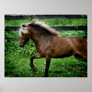 Affiches Shetland Pony